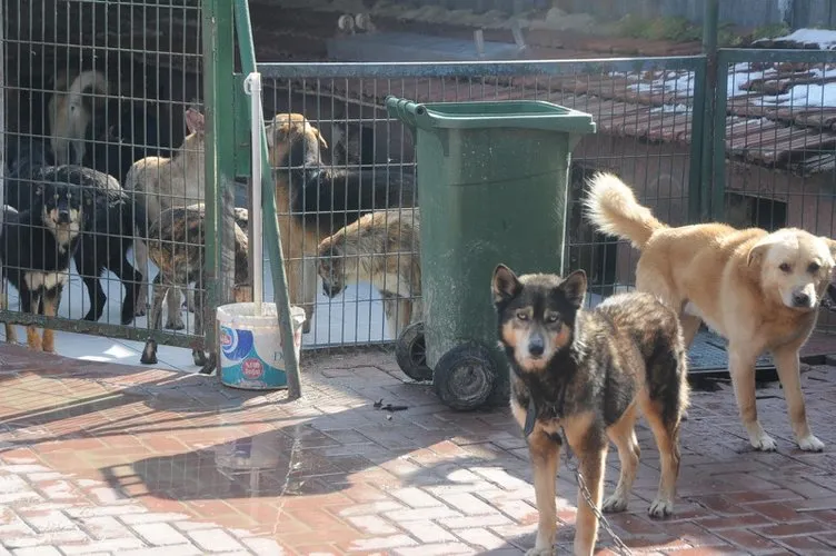 İstanbul Valiliği’nden 39 ilçeye sokak köpeklerini toplayın talimatı!