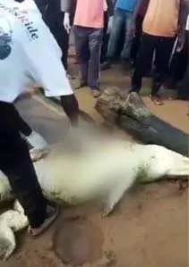 Zimbabve'de korkunç olay! Timsahın karnından...