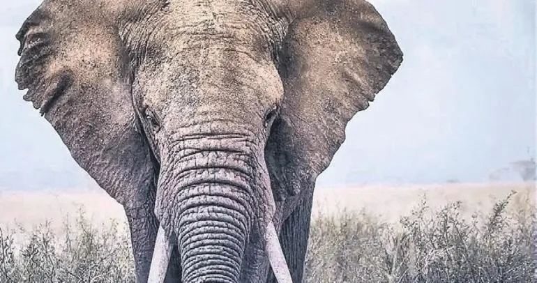 Seri katil fil aranıyor