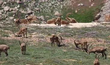 Tunceli’de Amerikan vatandaşına yaban keçisi avı izni verildiği haberi yalan çıktı