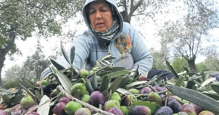 Zeytin hasadı, iş kapısı oldu