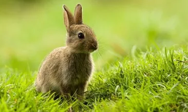 Tavşan Kaç Yıl Yaşar? Tavşanların Ömrü Ne Kadar, Kaç Senedir?