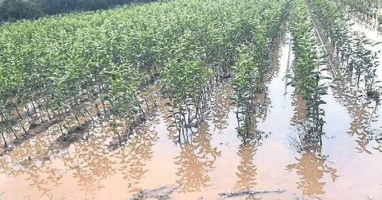 Sağanak yağış tarımı vurdu