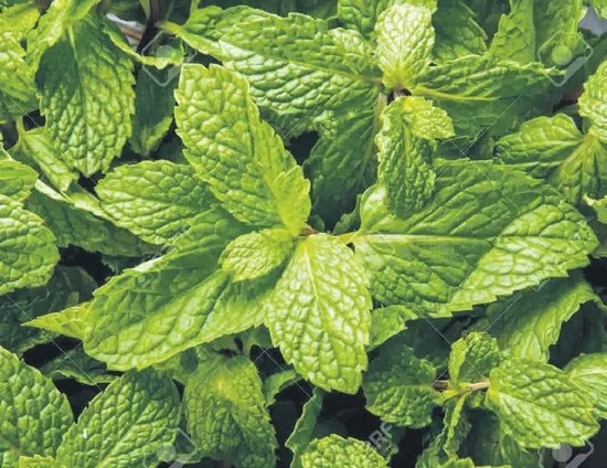 yaz-serinliginin-yesil-kahramani-taze-nane-1781366071298.jpeg