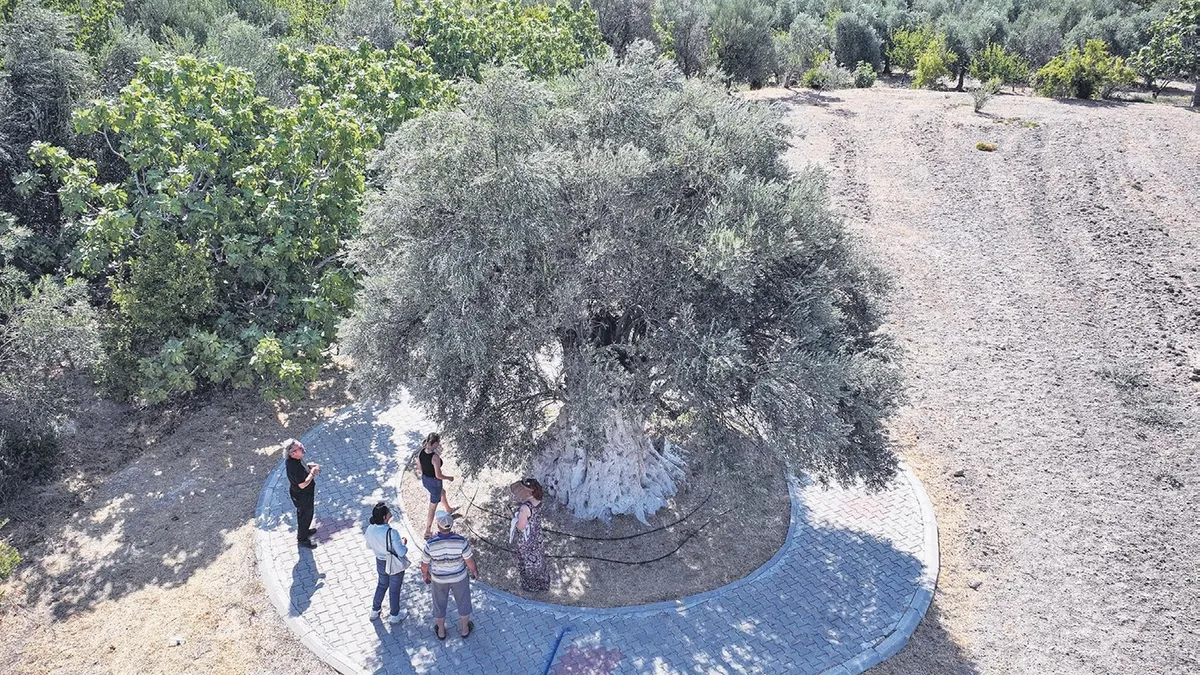 Emine Erdoğan’dan anlamlı paylaşım: Anıt ağaçlarımız sabrı bereketi, direnci simgeliyor Emine Erdoğan’dan anlamlı paylaşım: Anıt ağaçlarımız sabrı bereketi, direnci simgeliyor