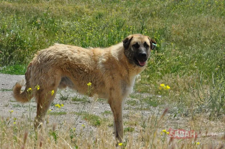 Ankara’da köpek dehşeti! 25 köpek birden...