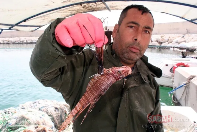 Mersin’de zehirli aslan balığı yakalandı