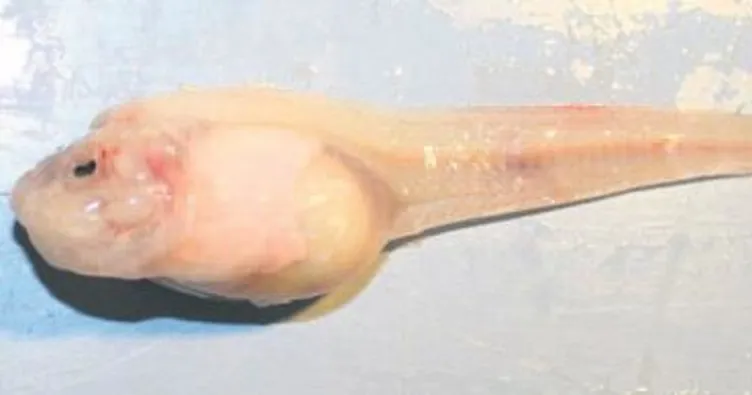 8 km. derinde yaşayan balık