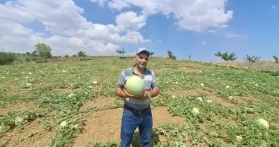 Tekirdağlı üretici ata tohumuyla hem kuraklığı hem ekonomik krizi yendi #tekirdag
