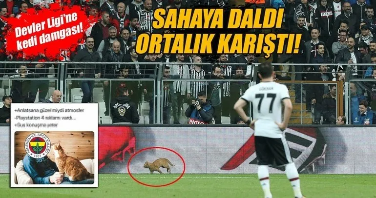 Beşiktaş-Bayern Münih maçında sahaya giren kedi sosyal medyayı salladı