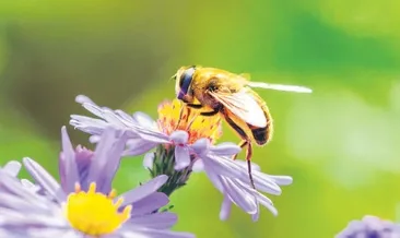 Arılar varsa yarınlar var