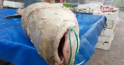 Erzincan’da yakalanan dev turna balığı görenleri şaşkına çevirdi | Video