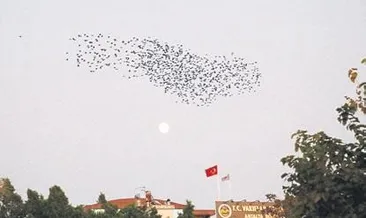 Sığırcıkların gökyüzü dansı