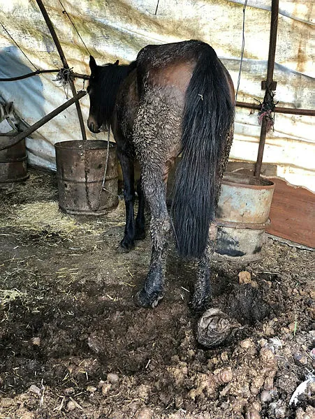İBB'deki at skandalında yeni gelişme! Kayıp atlara kayıt dışı ilaç