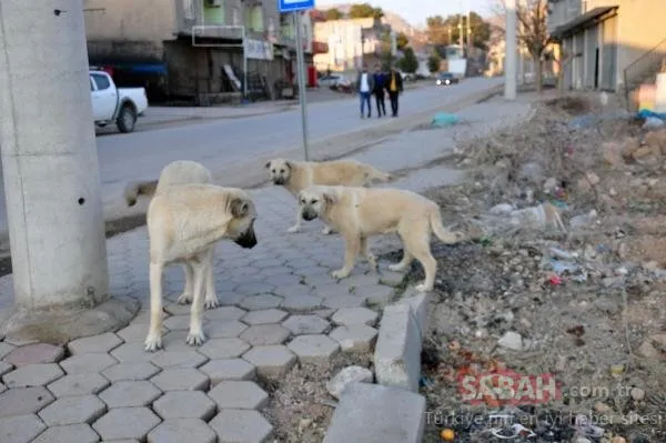7 kişiyi ısıran köpek kuduz çıktı: Mahalleye giriş çıkışlar yasaklandı
