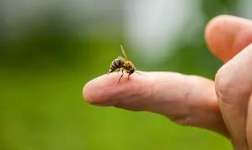 Koronaya iyi geliyor diyerek bal arılarına kendilerini ısırtıyorlar