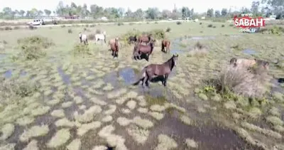 Drone gören yılkı atlarının şaşkınlığı kamerada
