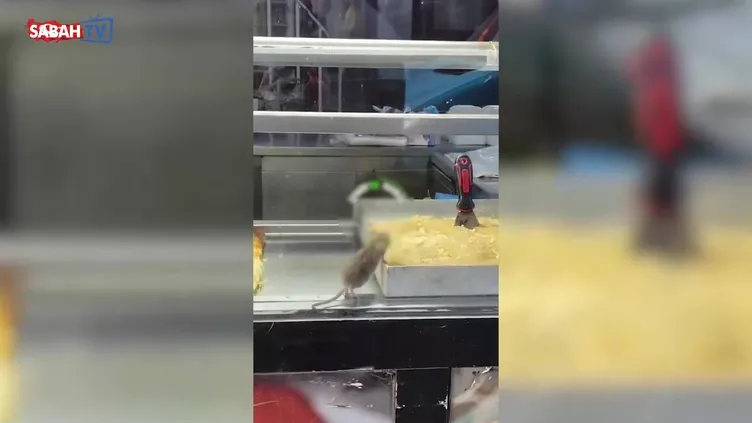 Buca'da bir börekçide rezalet görüntüler! Fare tezgahta gezip ürünleri yedi