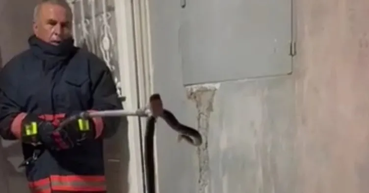 Nusaybin’de bir binaya giren yılan, bina sakinlerine korku dolu anlar yaşattı