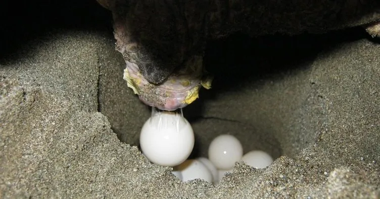 Muğla’da 23 Nisan’da deniz kaplumbağalarının ilk yuvası koruma altına alındı