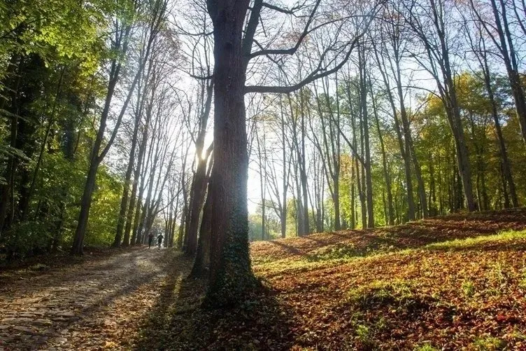 ORMANA GİRİŞ YASAĞI OLAN İLLER 2024 | Hangi illerde ormana giriş yasak, piknik ve mangal yapmak, ateş yakmak yasaklandı mı?