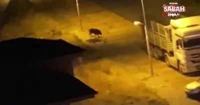 Malatya’da aç kalan domuzlar şehre indi | Video