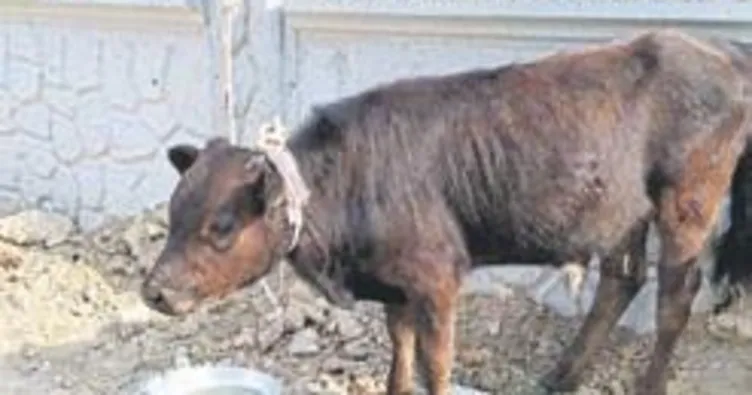 Çalınan buzağı bagajdan çıktı