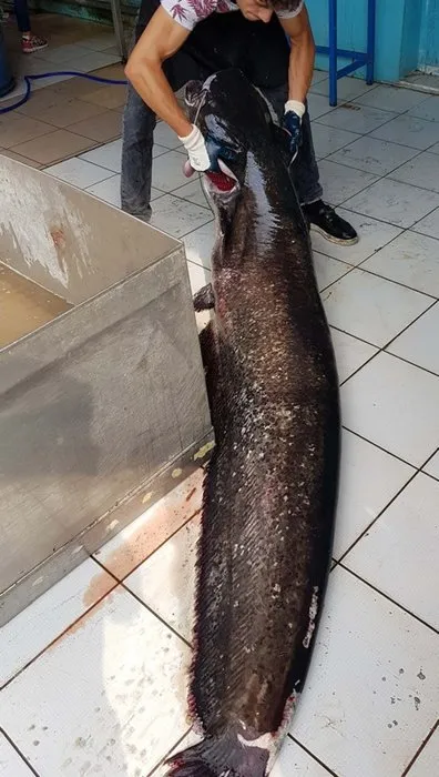 Gölde 80 kiloluk yayın balığı yakaladılar!