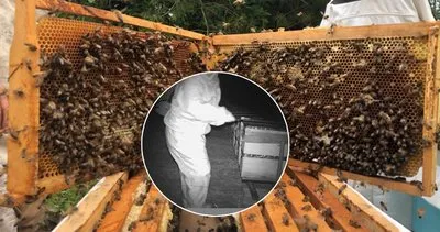 Binlerce arı telef oldu: Gerçek kamera kayıtlarında ortaya çıktı