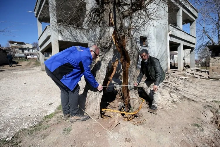 Kahramanmaraş’taki deprem ağacı ikiye ayırmıştı! Uzman isimden çarpıcı yorum!