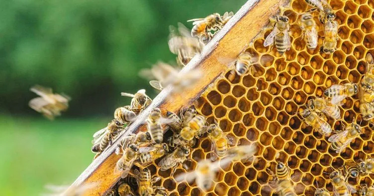 Ayılar 50 kovanı parçaladı, 100 kilo balı yedi