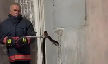 Nusaybin’de bir binaya giren yılan, bina sakinlerine korku dolu anlar yaşattı #mardin