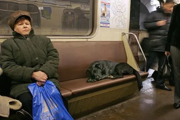 Metro kullanan sokak köpekleri