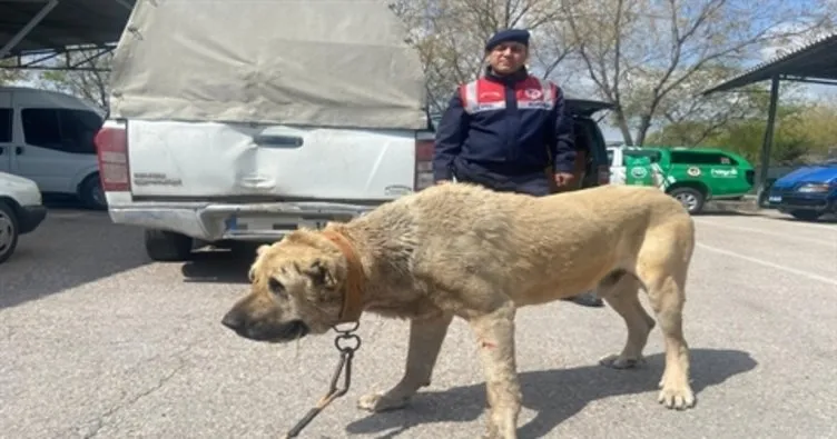 Yer Aksaray: Köpek dövüştürenlere 93 bin 808 lira ceza!