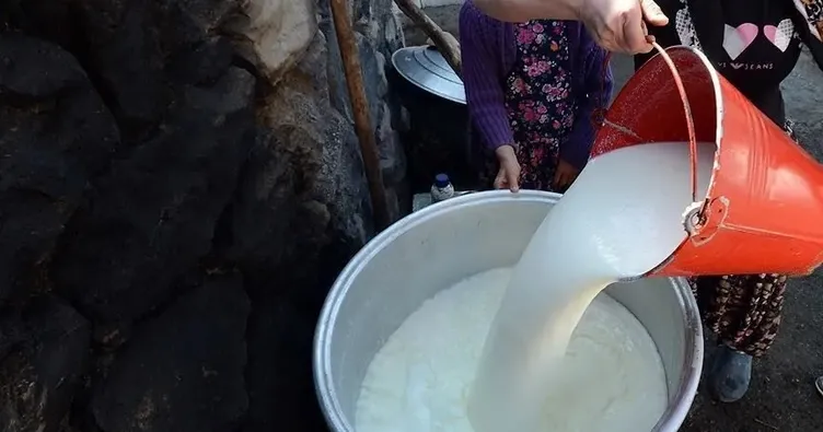 Toplanan inek sütü miktarı %6,5 arttı