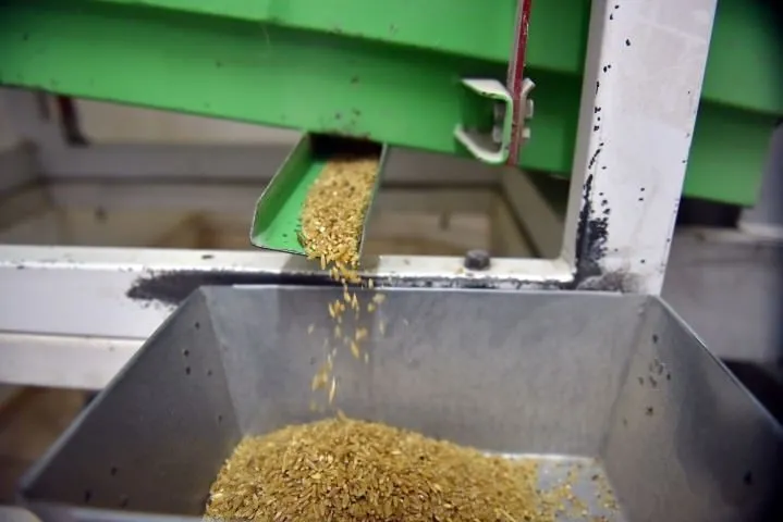 Buğdayın makarnaya uzanan serüveni