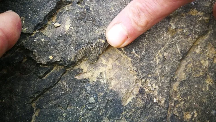 ÃiftÃ§inin bulduÄu fosiller Ä°znik'in tarihine Ä±ÅÄ±k tutacak!