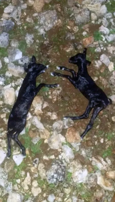 Antalya’da feci olay! Sürüye saldıran kurtlar 5 keçiyi parçaladı 8’ini kaçırdı