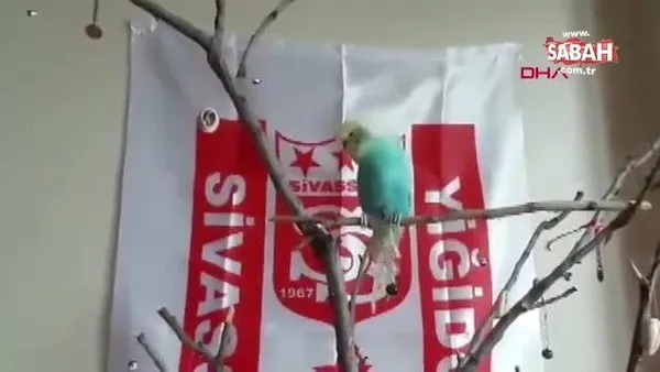 Sivassporlu muhabbet kuşundan Muslera'ya geçmiş olsun mesajı | Video