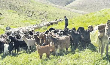 Yaylaya göç zamanı