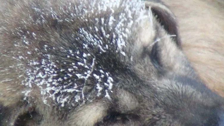 Kars buz kesti: Termometreler eksi 21’i gördü kirpikler dondu!