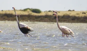 Bakanlık duyurdu: 3 yıl sonra Adana’da siyah flamingo görüldü