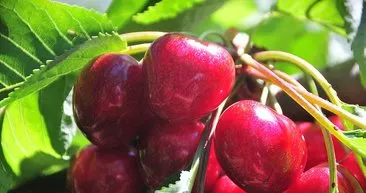 Lapseki devi kiraz, çay bardağına sığmıyor