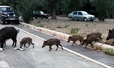 ruyada domuz gormek ne anlama gelir haberleri son dakika ruyada domuz gormek ne anlama gelir gelismeleri