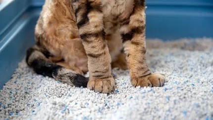 Kedi Tasması Nasıl Takılır? Ev Kedileri Tasmaya Nasıl Alıştırılır?