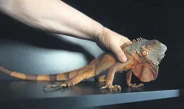 Camide iguana alarmı