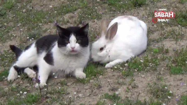 Tokat'ta kedi ile tavşanın dostluğu görenleri şaşırtıyor