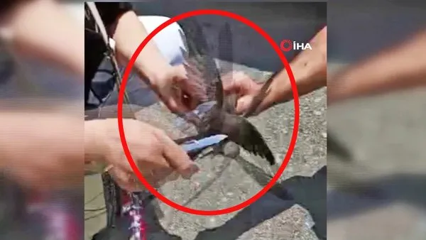 Balıkesir'de vatandaşlardan Kur'an-ı Kerim'de adı geçen ebabil kuşlarına operasyon | Video