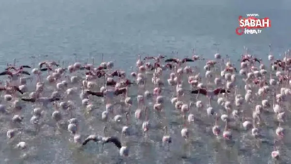 Flamingoların muhteşem kış dansı | Video