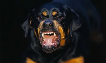 Sokakta ağızlıksız gezdirilen köpek dehşet saçtı #mersin
